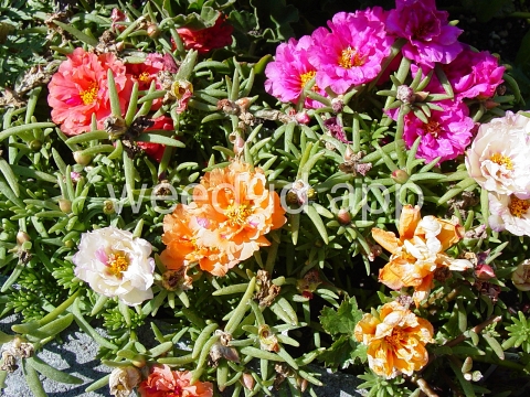mossrose